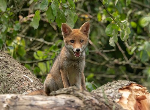 Schattige jonge vos.