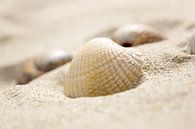 Coquille dans le sable par LHJB Photography Aperçu