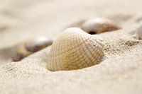 Schelpje in 't zand