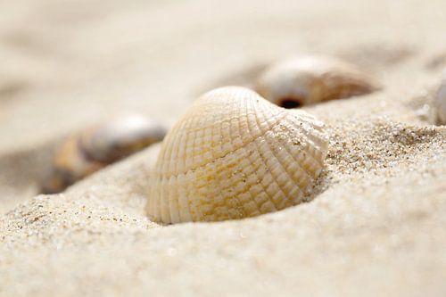 Schelpje in 't zand
