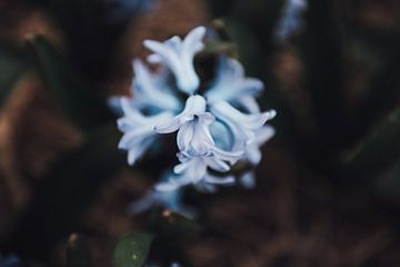 Blauwe bloem | Botanische fotografie | Natuurlijke fine art foto print van Sanne Dost