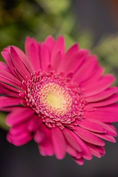 Gerbera bloemenmacro van Leo Schindzielorz