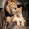 Löwe und Löwin von LUNA Fotografie