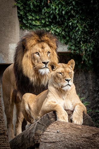 Lion et lionne