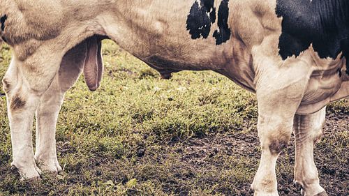 Les cow-boys