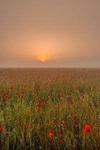 Champ de coquelicots au lever du soleil brumeux sur Moetwil en van Dijk - Fotografie