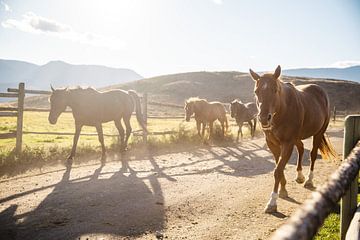 Western paarden op weg naar de weides - Sundance guest ranch in Canada van Marit Hilarius