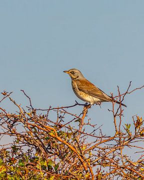 Kramsvogel van Dennis Barneveld