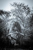 Schottischer Highlander in den Wäldern