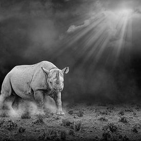 Black rhinoceros in black and white by Chris Stenger