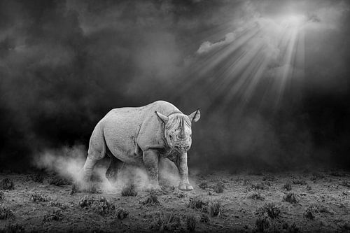 Puntlip neushoorn in zwart-wit