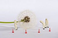 Pluizenbol