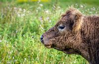 Portret van een Galloway stier van Ruud Morijn thumbnail
