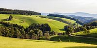 Schwarzwald bei St. Märgen von Werner Dieterich Miniaturansicht