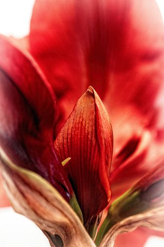 Amaryllis