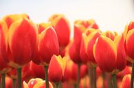 Tulpen uit Amsterdam. Tulips from Amsterdam by Marcel van Rijn thumbnail