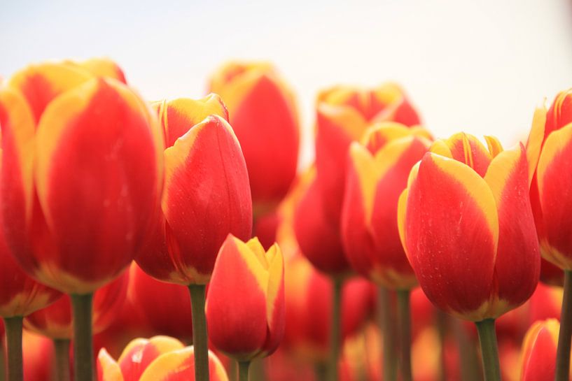 Tulpen uit Amsterdam. Tulips from Amsterdam by Marcel van Rijn