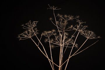 Dried umbellifer against black background by Mayra Fotografie