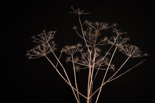 Gedroogde schermbloemen tegen zwarte achtergrond van Mayra Fotografie