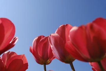 Rode tulpen tegen een blauwe lucht van Helene van Rijn