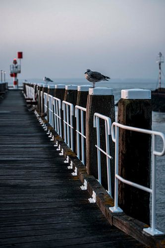 Rust aan de Kust Meeuwen op een Stille Pier bij Zonsondergang - Vlissingen