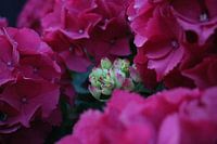 Hortensia