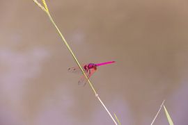 libelle in Laos  by Jill De Neef