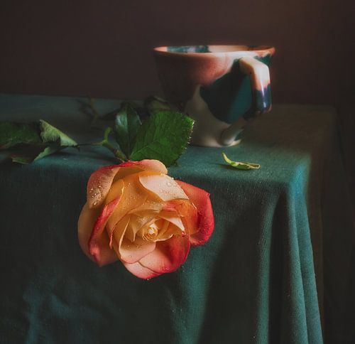 still life with rose