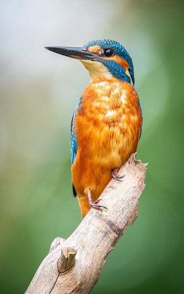 kingfisher by Andy van der Steen - Fotografie
