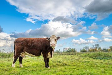 Koeien grazen in de uiterwaarden van de IJssel