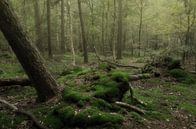 Une forêt tranquille par Hannie Kassenaar Aperçu