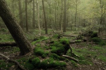 Une forêt tranquille