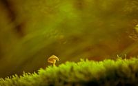 Pilz von Anne Koop Miniaturansicht