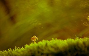 Mushroom by Anne Koop