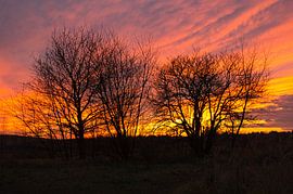 Sonnenuntergang hinter Bäumen