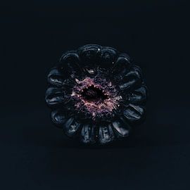 Black corn 3