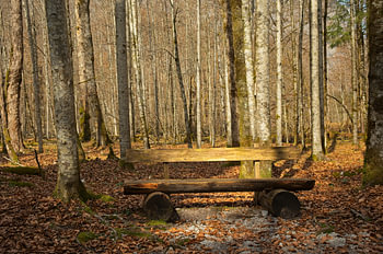 Bank im Nationalpark Berchtesgader Land in Bayern
