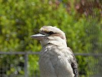 Prachtige kookaburra (ijsvogel)