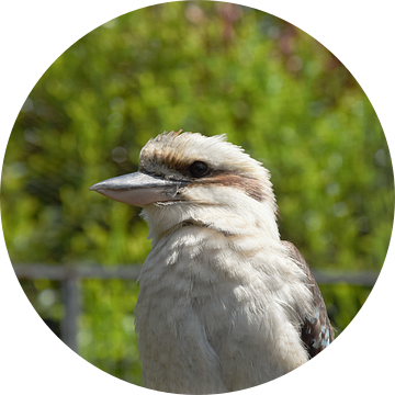 Prachtige kookaburra (ijsvogel) van Corine Dekker