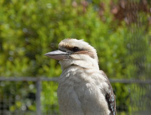 Prachtige kookaburra (ijsvogel)