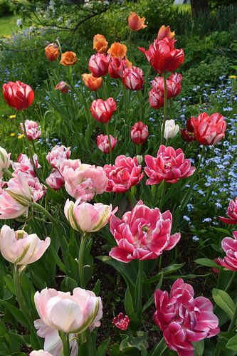 Des tulipes au jardin au printemps