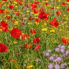 Een veld vol met bloeiende wilde bloemen van John Kreukniet