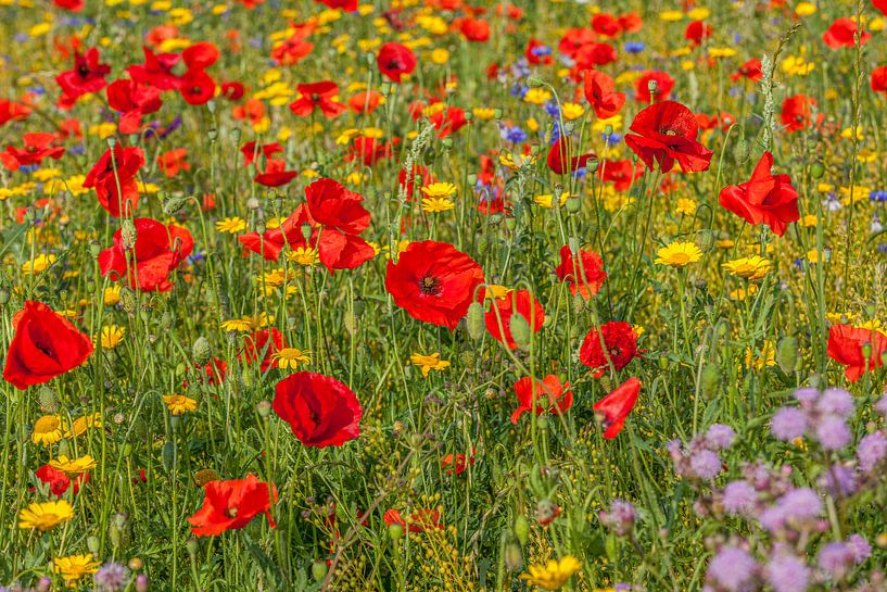 Een veld vol met bloeiende wilde bloemen van John Kreukniet