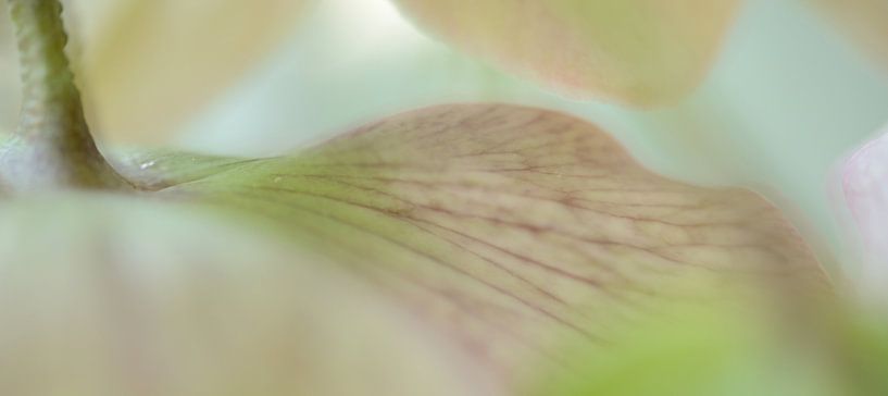 Helleborus par Gonnie van de Schans