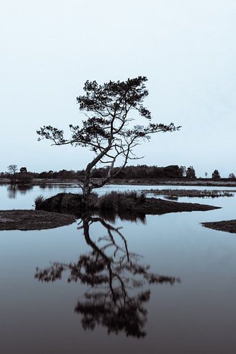 Strabrechtse Heide 290