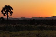 Sonnenuntergang in Palmwag Namibia von GoWildGoNaturepictures Miniaturansicht