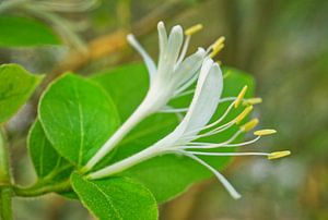 Honeysuckle flowers in Shade