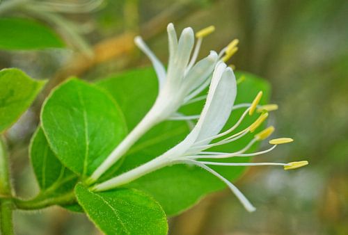 Kamperfoelie in de schaduw