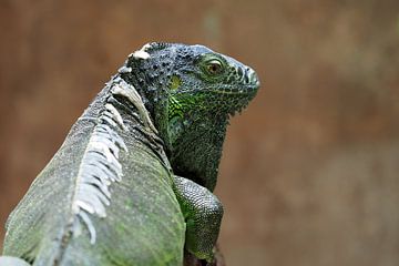 Groene leguaan (Iguana iguana) van Astrid Brouwers