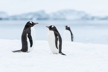 Penguins Antarctica by Nanda Bussers